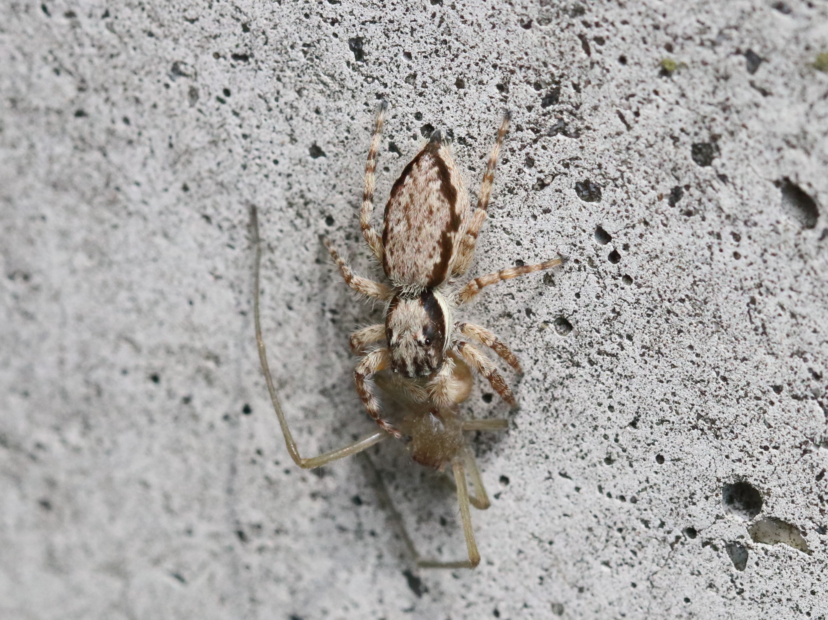 シラヒゲハエトリ捕食中